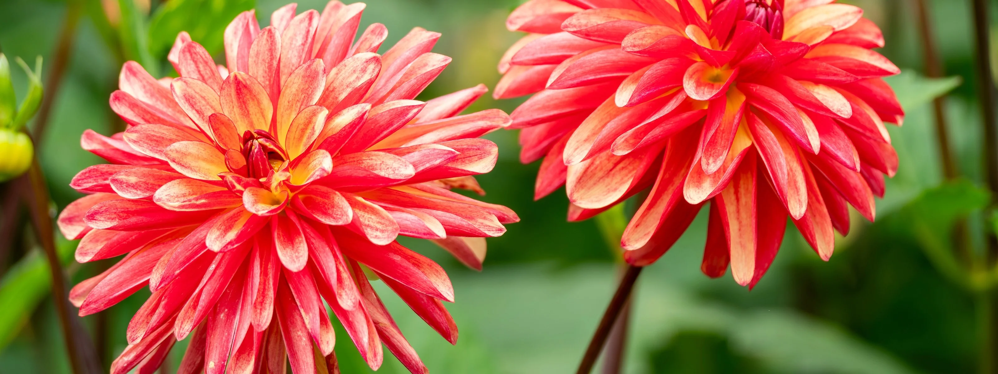 Cultivate Your Personal Oasis