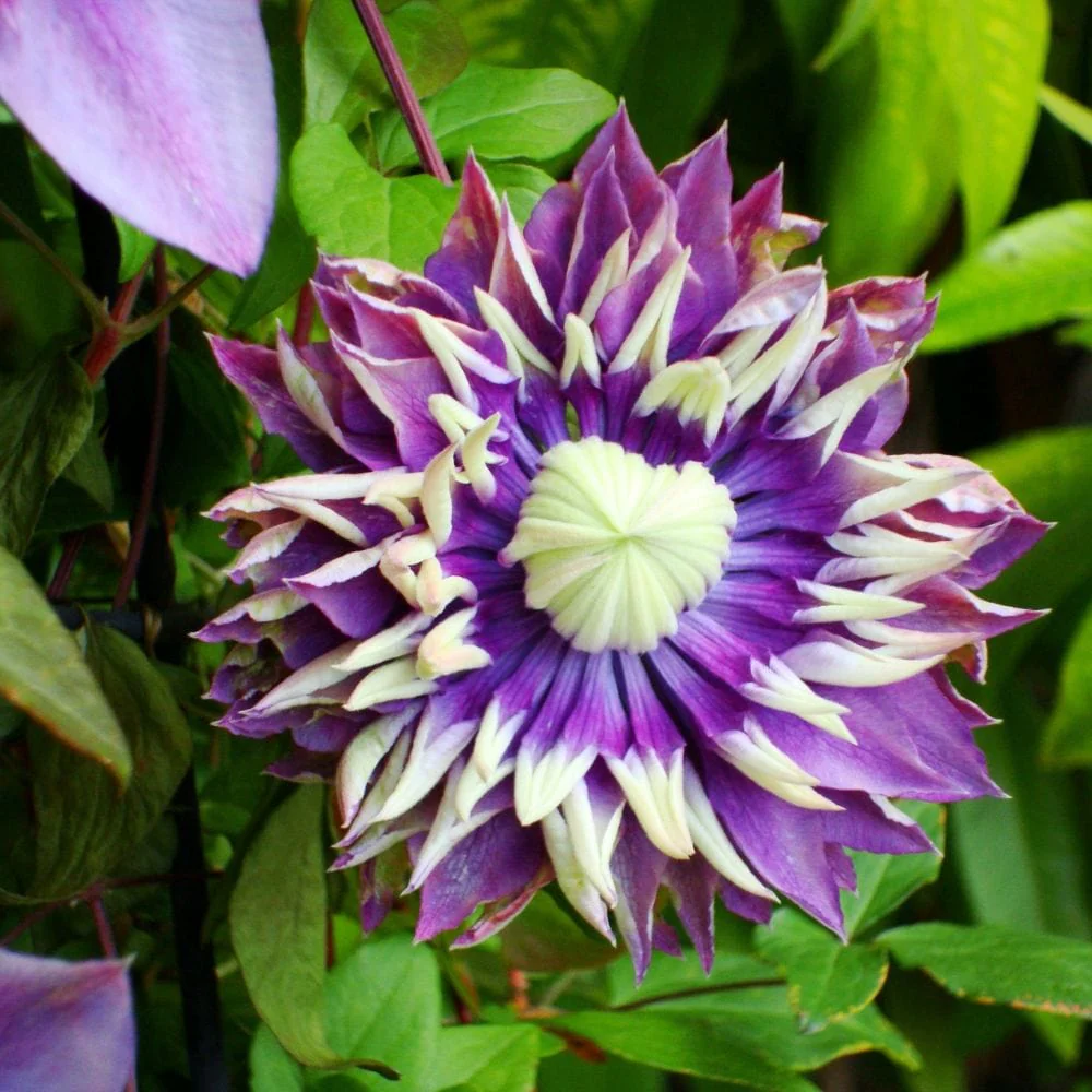 Potted Flower Plant Sale