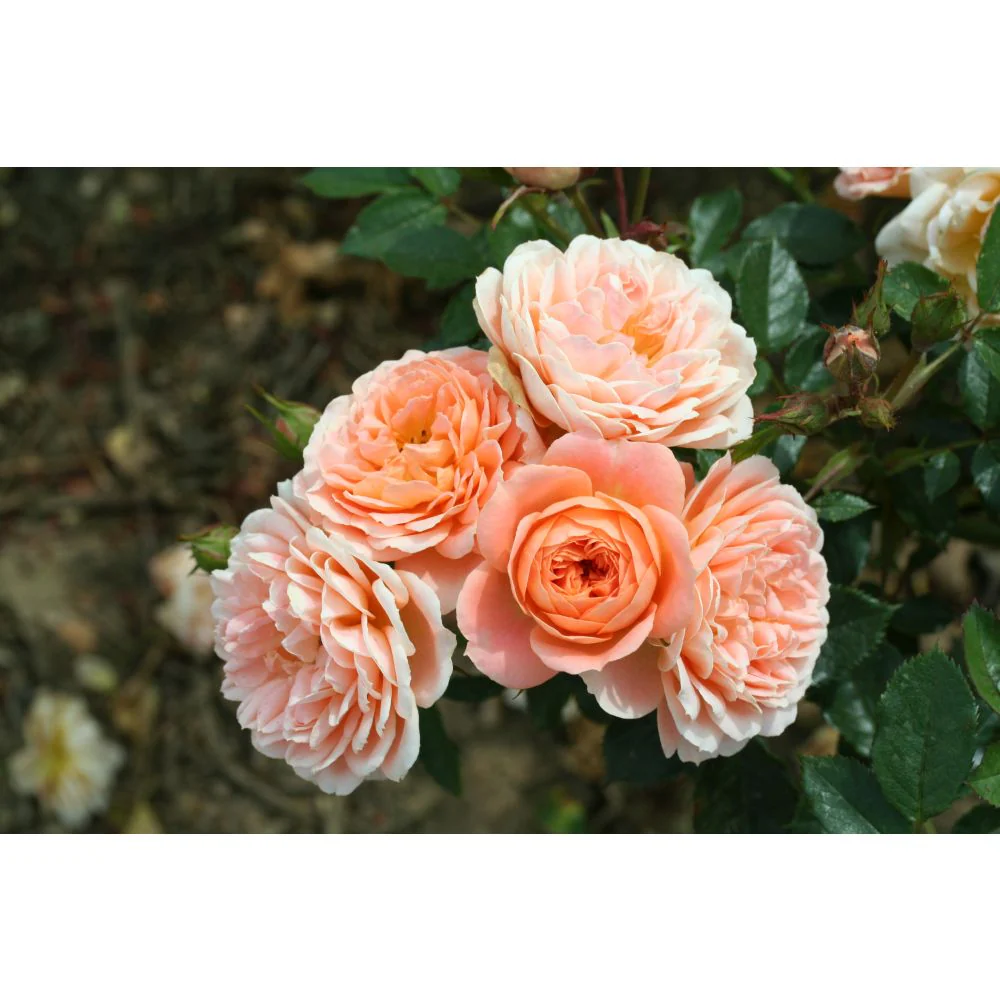 Flower Plants